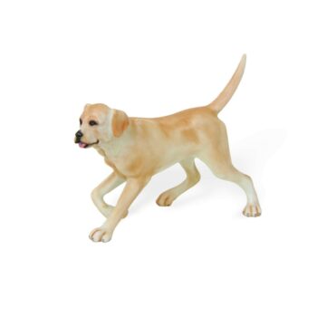 Labrador